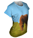 Grazing Wild Horse