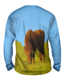 Grazing Wild Horse