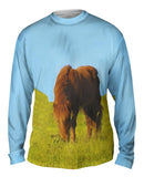 Grazing Wild Horse