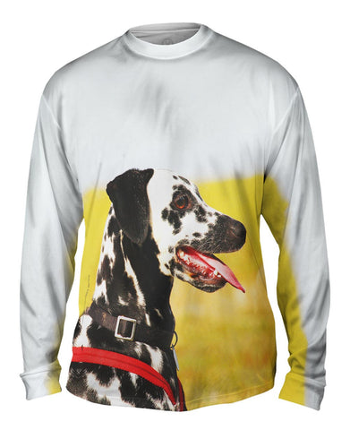 Fearless Dalmation In Field
