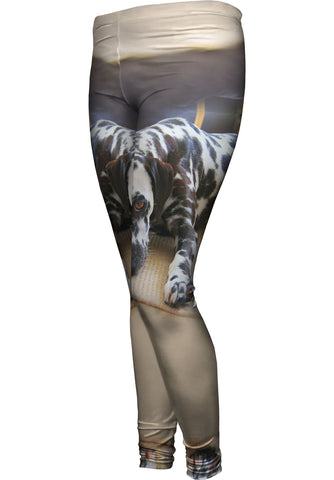 Fretful Dalmation