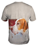 English Pointer Vigilant