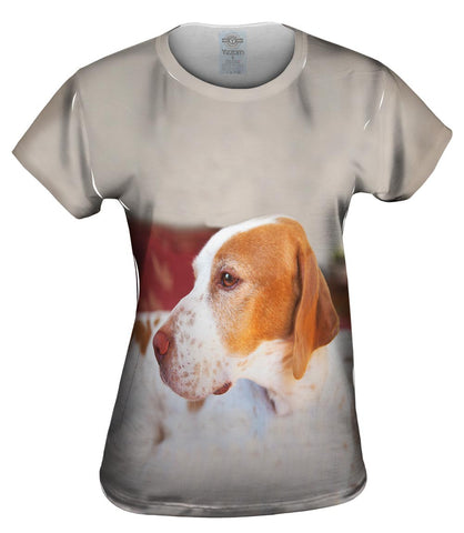 English Pointer Vigilant