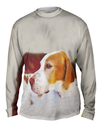 English Pointer Vigilant