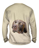 Pretty Eyes English Pointer