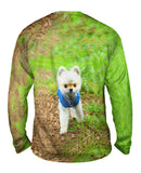 Lollipop Head Pomeranian