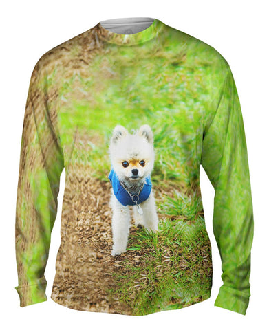 Lollipop Head Pomeranian