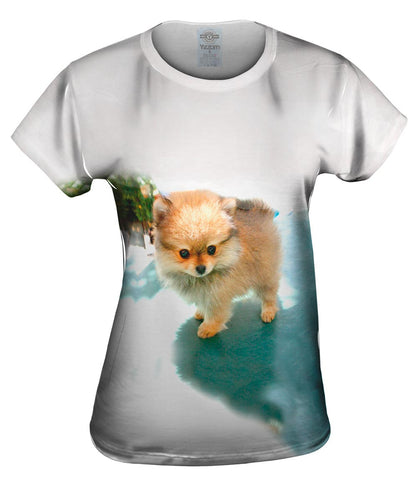 Fluffy Pomeranian