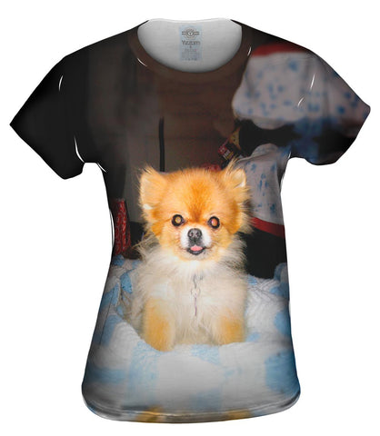 Kindhearted Pomeranian