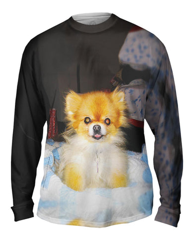 Kindhearted Pomeranian