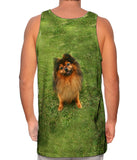 Photogenic Pomeranian