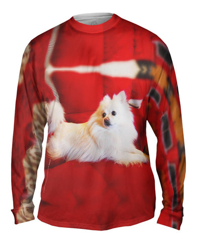 Super Pomeranian