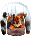 Thundering French Bulldog