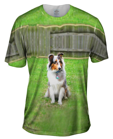 Spirited Sheltie