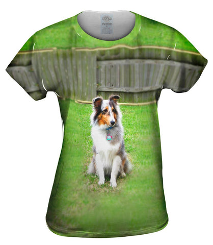 Spirited Sheltie