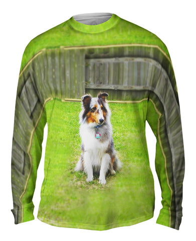 Spirited Sheltie