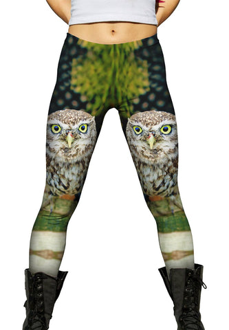 Curious Owl