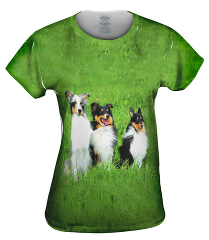 Three Shelties At Attention