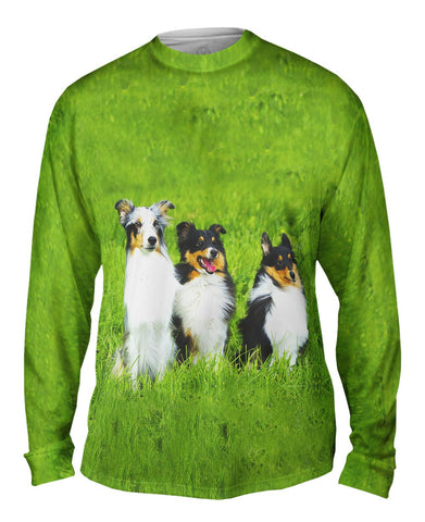 Three Shelties At Attention