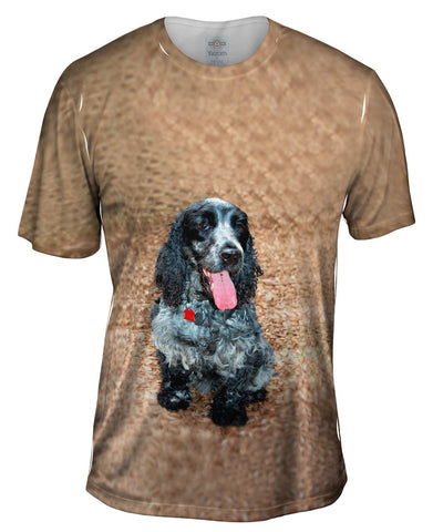 Salt And Pepper Cocker Spaniel