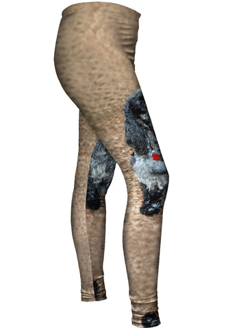 Salt And Pepper Cocker Spaniel