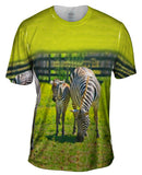 Zebra Cousins