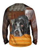 Quizzical Cocker Spaniel