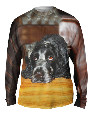 Quizzical Cocker Spaniel
