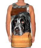 Quizzical Cocker Spaniel