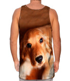 Kindly Golden Cocker Spaniel