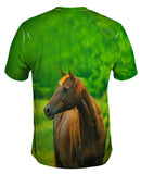 Decisive Horse