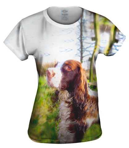 Scruffy Haired Cocker Spaniel