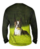 Giddy Boston Terrier