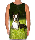 Giddy Boston Terrier