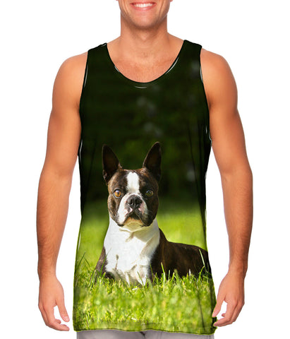 Giddy Boston Terrier