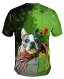 Super Hero Boston Terrier