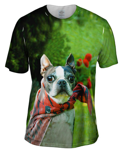 Super Hero Boston Terrier