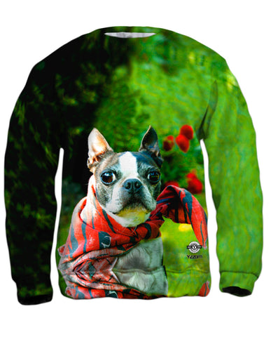 Super Hero Boston Terrier