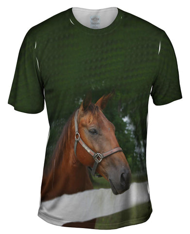 All Knowing Horse