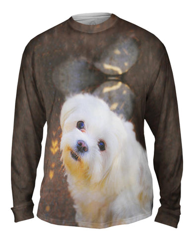 Obedient White Maltese