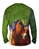 Longing  Horse