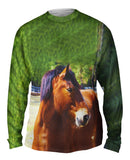 Longing  Horse
