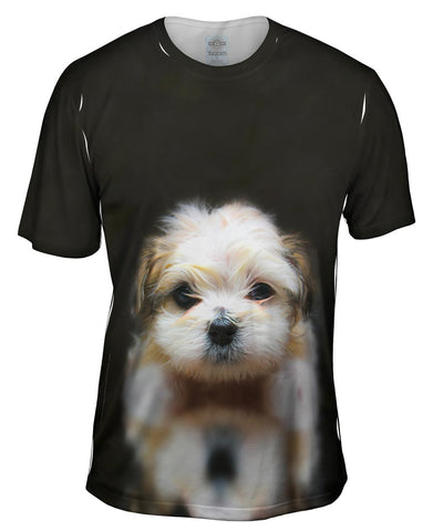 Mellow Baby Maltese