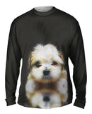 Mellow Baby Maltese