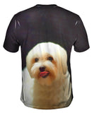 Painting Gold Maltese