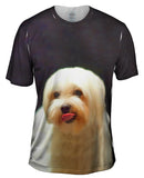 Painting Gold Maltese