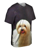 Painting Gold Maltese