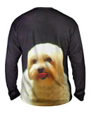 Painting Gold Maltese