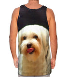 Painting Gold Maltese