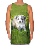 Giddy Salt And Pepper Maltese